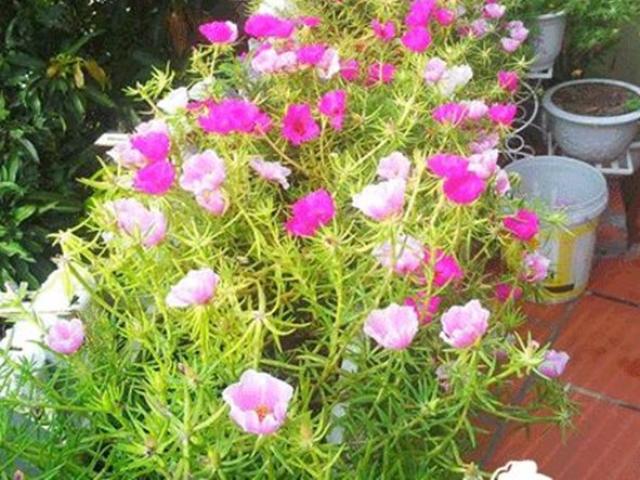4 loại cây nở hoa đẹp và chịu được nắng, mùa hè nhất định phải trồng ở ban công - kythuatcanhtac.com