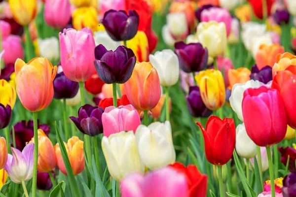 Ý nghĩa hoa Tulip vàng, đỏ, trắng, hồng, tím trong tình yêu và đời sống - 1 - kythuatcanhtac.com