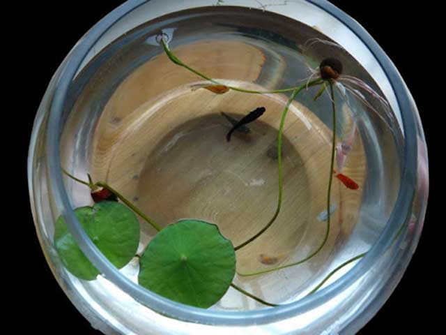 Cách trồng sen nhật mini thủy canh - kythuatcanhtac.com
