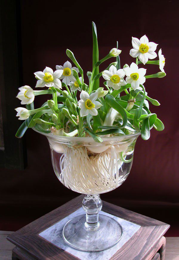Những loại hoa nở rộ đêm giao thừa là cực kì may mắn, báo hiệu năm mới thành công - 1 - kythuatcanhtac.com