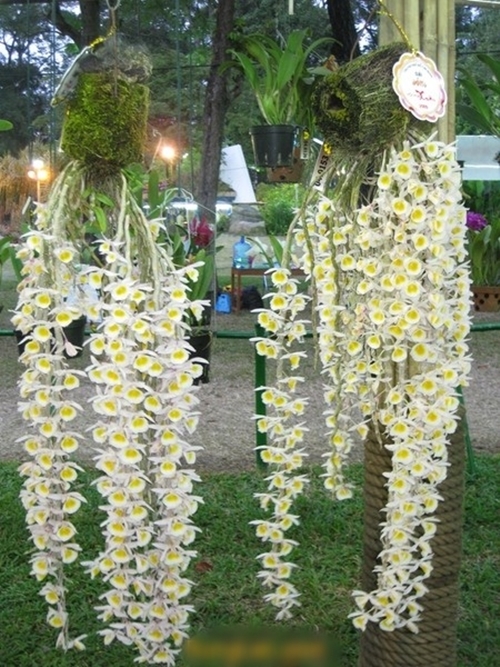 Hoa lan đẹp dễ trồng nhất tại Việt Nam cho người mới chơi lan 19 - kythuatcanhtac.com