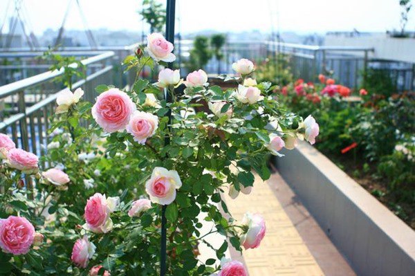 Chỉ cần một chiếc kéo có thể làm hoa hồng nở rộ quanh năm, cây khỏe và không bị sâu - 1 - kythuatcanhtac.com