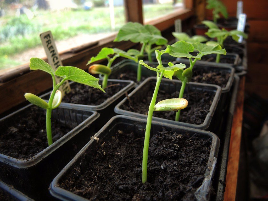 Chi tiết các bước trồng đậu cove tím không phải ai cũng biết - kythuatcanhtac.com
