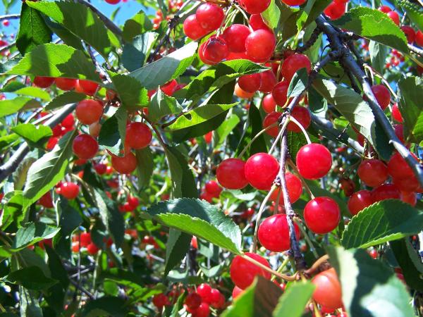 Kỹ thuật trồng và chăm sóc cây cherry - kythuatcanhtac.com