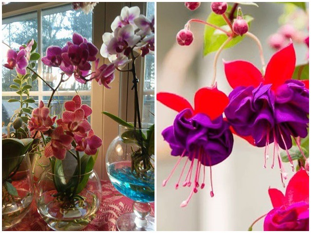 3 loại hoa có thể nở không cần ánh sáng, càng tối hoa càng xum xuê - kythuatcanhtac.com