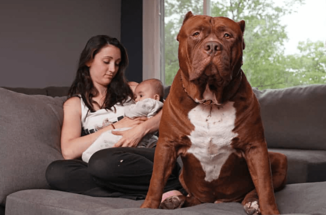 Chó Pitbull - Nguồn gốc, đặc điểm, cách chăm sóc chú chó Pitbull 24 - kythuatcanhtac.com