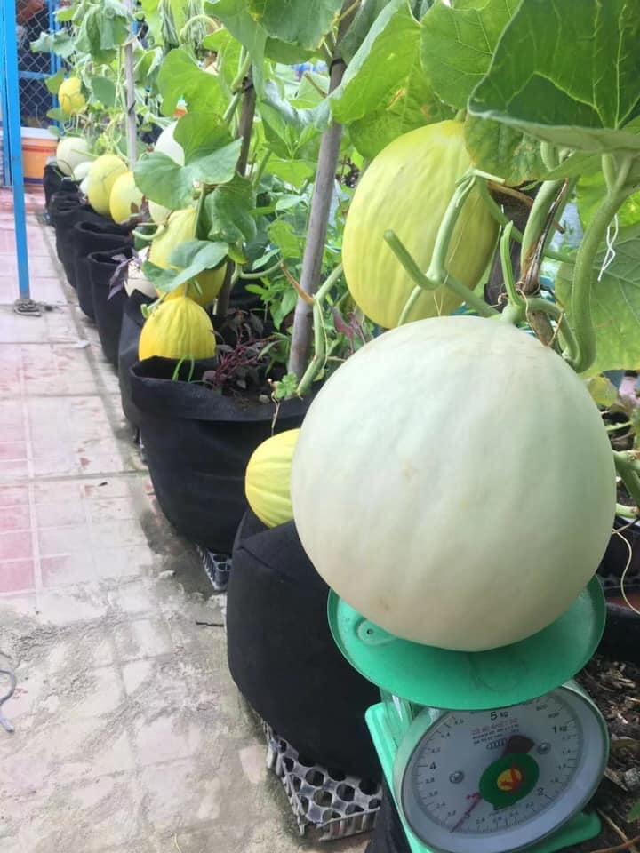 Nhiều lần mất trắng vườn vì mưa bão, mẹ Đà Nẵng quyết tâm phục thù, được sân thượng mướt xanh - 10 - kythuatcanhtac.com