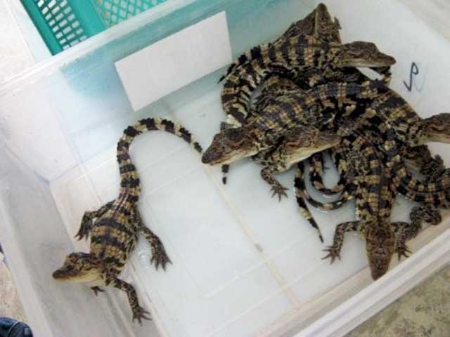 Truồng nuôi cá sấu cảnh - kythuatcanhtac.com
