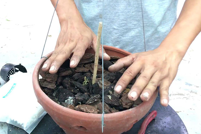 Cách trồng lan đai châu trong chậu 2 - kythuatcanhtac.com