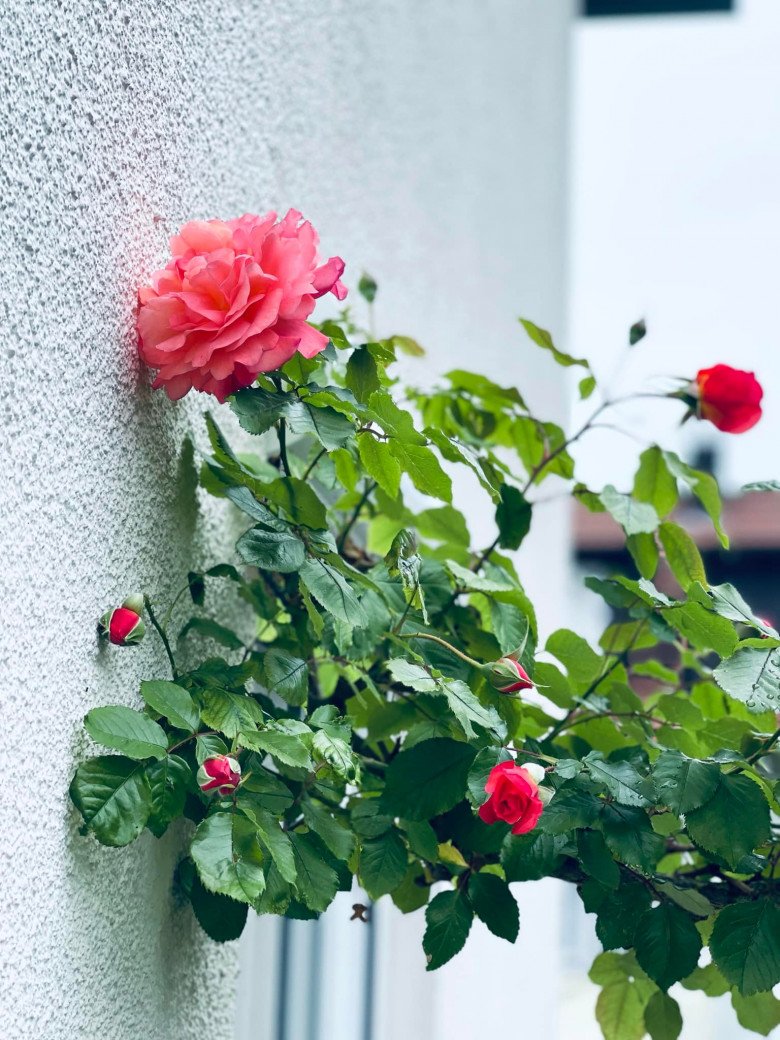 Mẹ Việt trồng đủ loại hoa hồng ở Đức, khu vườn 300m2 đẹp như truyện cổ tích - 9 - kythuatcanhtac.com