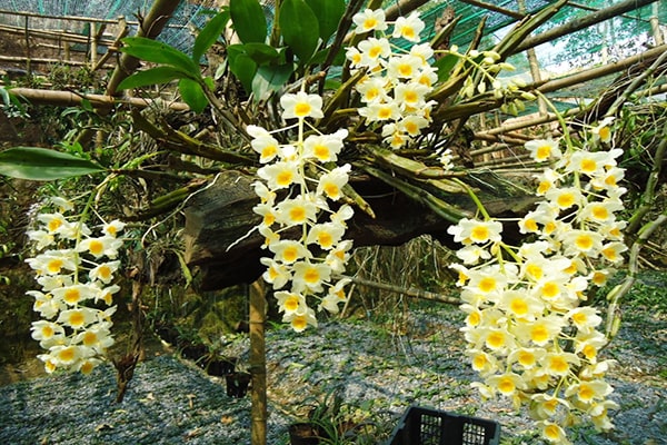hoa phong lan  - kythuatcanhtac.com