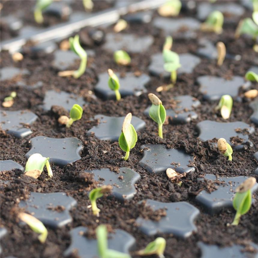 Mỗi chậu bạn có thể trồng từ 3-4 hạt, gieo hạt sâu khoảng 1cm rồi phủ một lướp đất mỏng tưới ẩm nhẹ. - kythuatcanhtac.com