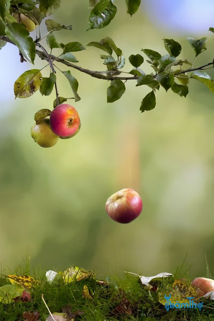 Một số lý do khiến cây táo bị rụng quả sớm - kythuatcanhtac.com