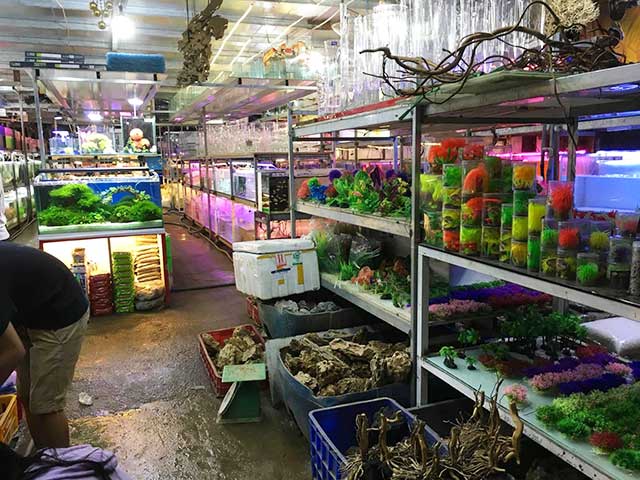 Chợ Cá Cảnh Sài Gòn quận 5 - kythuatcanhtac.com