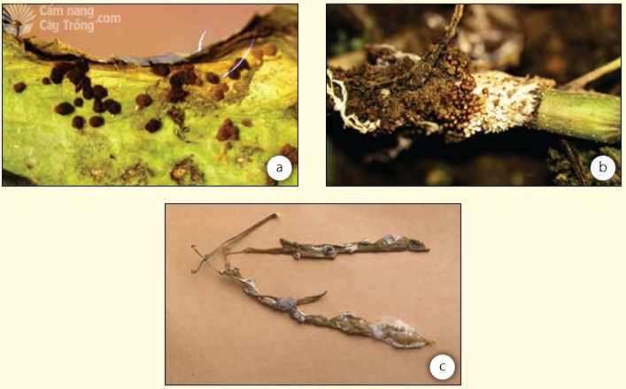 Hình thành hạch nấm bởi (a) Rhizoctonia solani, (b) Sclerotium rolfsii và (c) Sclerotinia sclerotiorum - kythuatcanhtac.com