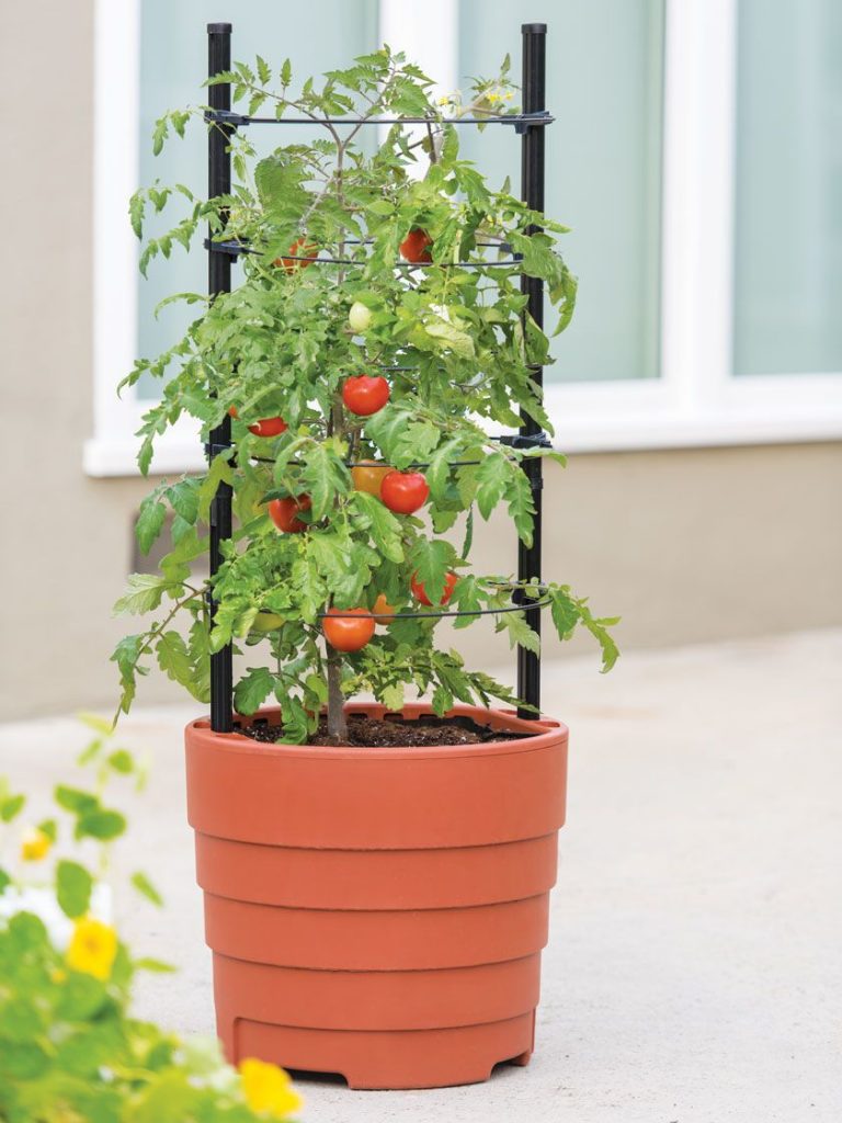 Mách bạn cách trồng cà chua bằng cây con thu hoạch liền tay - kythuatcanhtac.com