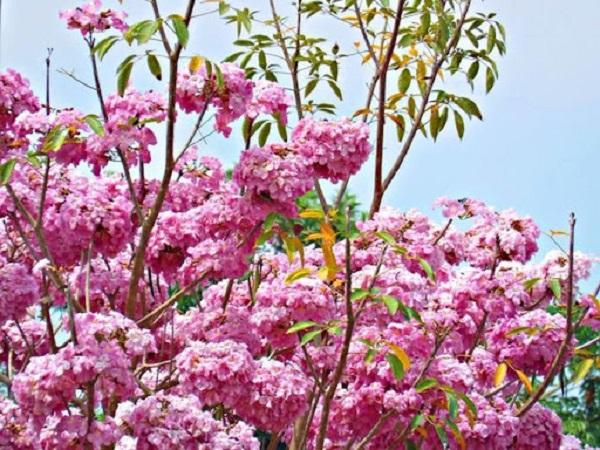 Cây Kèn Hồng có ý nghĩa và cách trồng cây Chuông Hồng ra hoa đẹp - 4 - kythuatcanhtac.com