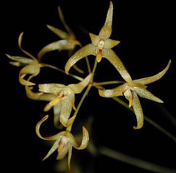 Bulbophyllum tixieri - lan lọng langbian - kythuatcanhtac.com