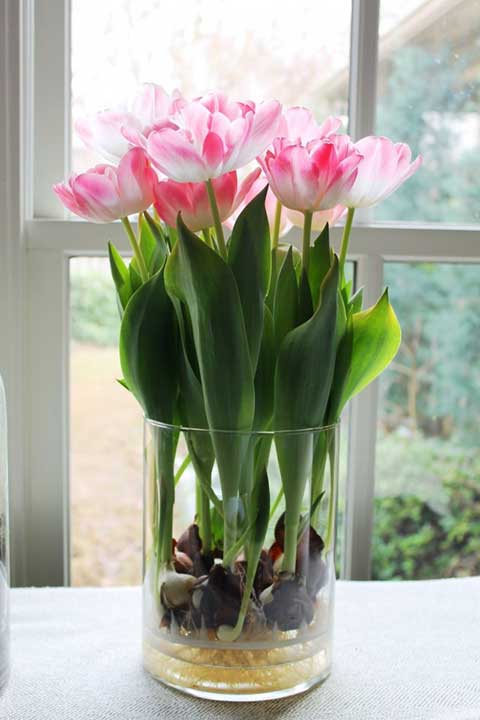 Hoa tulip nở trong bao lâu - kythuatcanhtac.com