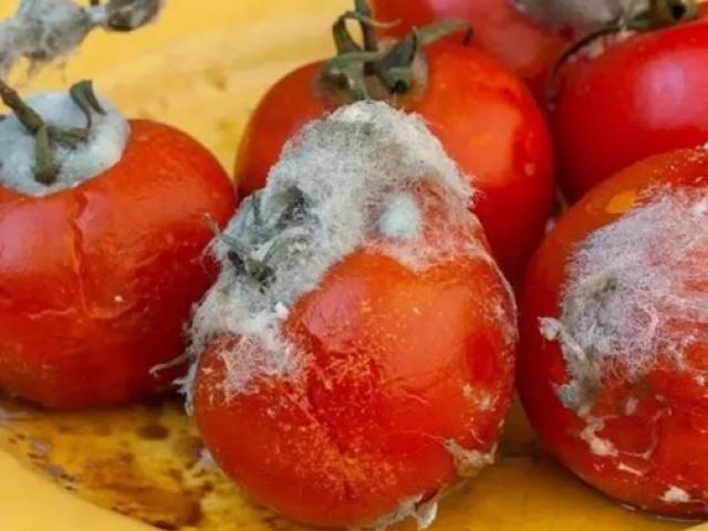 Đừng vứt cà chua thối đi, để lại chà vào tủ lạnh sẽ có tác dụng diệu kỳ - kythuatcanhtac.com
