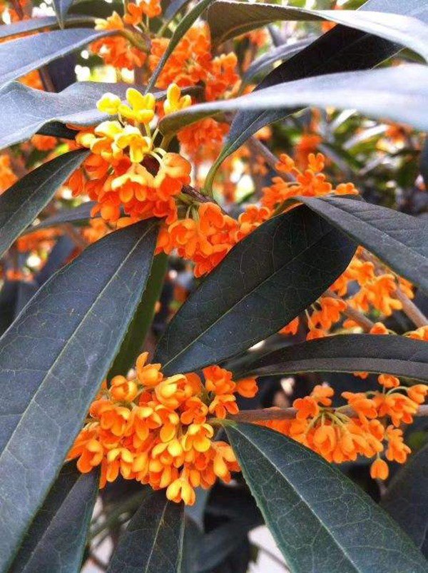 Muốn hút tài lộc nhất định phải trồng cây cảnh này trước sân nhà, hoa rực rỡ, thơm ngát - 2 - kythuatcanhtac.com