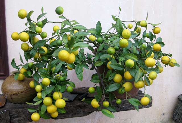 Chanh - trồng cây ăn quả trong chậu - kythuatcanhtac.com