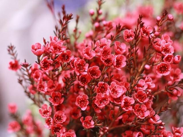 Ý nghĩa hoa Thanh Liễu, đặc điểm, cách trồng và cắm hoa sao cho bền lâu - kythuatcanhtac.com