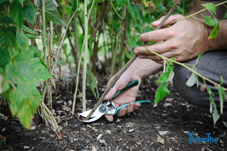 Cách cắt tỉa cây mâm xôi đậu quả mùa hè - kythuatcanhtac.com