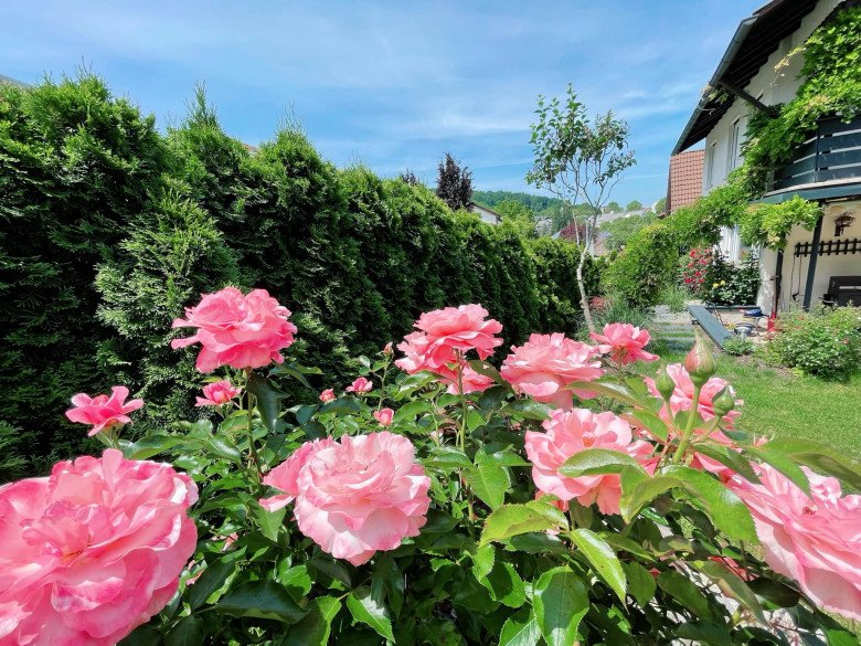Mẹ Việt trồng đủ loại hoa hồng ở Đức, khu vườn 300m2 đẹp như truyện cổ tích - 1 - kythuatcanhtac.com