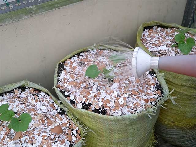 Tưới nước sau khi trồng dưa lưới - kythuatcanhtac.com