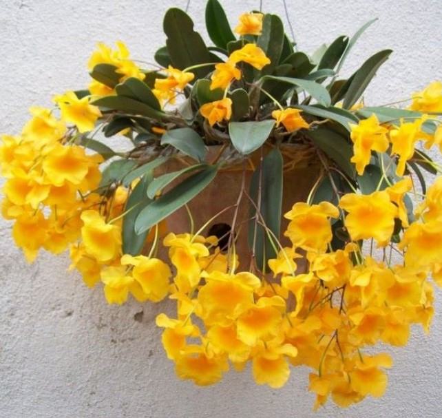 Hoa lan vảy rồng - Nguồn gốc, đặc điểm, cách trồng và chăm sóc hoa lan vảy rồng 18 - kythuatcanhtac.com