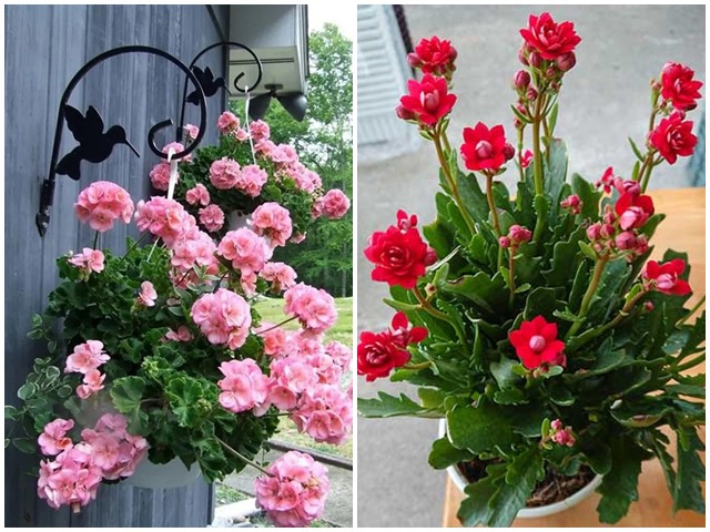 2 loại hoa trồng ở phòng khách nở hơn 200 ngày trong năm, không cần chăm tưới nước - kythuatcanhtac.com