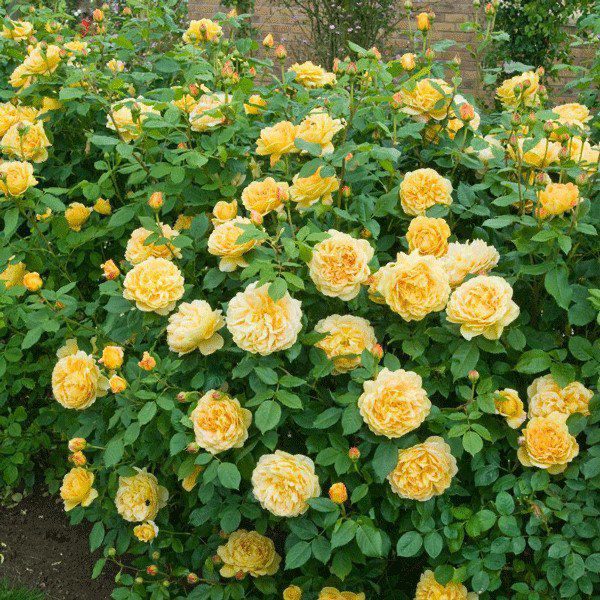 Cây cảnh vàng lá, ít hoa hãy tưới amp;#34;thần dượcamp;#34; này đảm bảo cây tốt lại không tốn tiền - 6 - kythuatcanhtac.com
