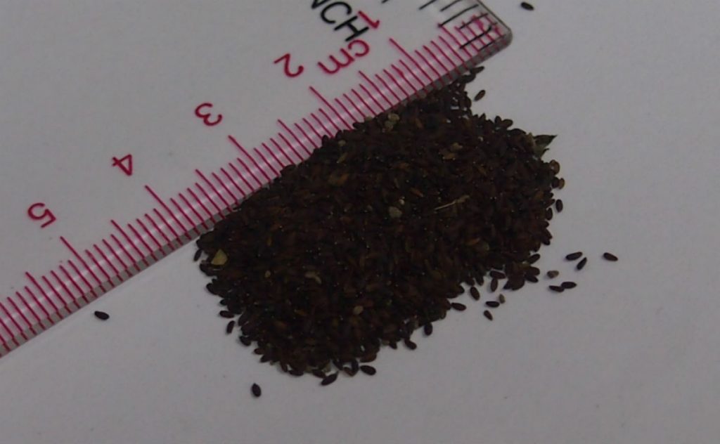 Rau kinh giới thường được trồng bằng hạt. Hạt kinh giới có tỷ lệ này mầm cao do đó không cần ngâm ủ - kythuatcanhtac.com