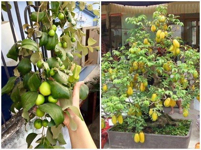 Những loại cây ăn quả trồng trong chậu lớn nhanh như thổi, quả sai trĩu cành - kythuatcanhtac.com