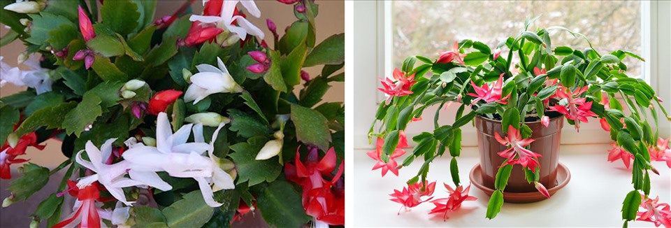 Những loại hoa amp;#34;hútamp;#34; không khí lạnh, mùa đông vẫn lớn phây phây, cho hoa đều - 1 - kythuatcanhtac.com