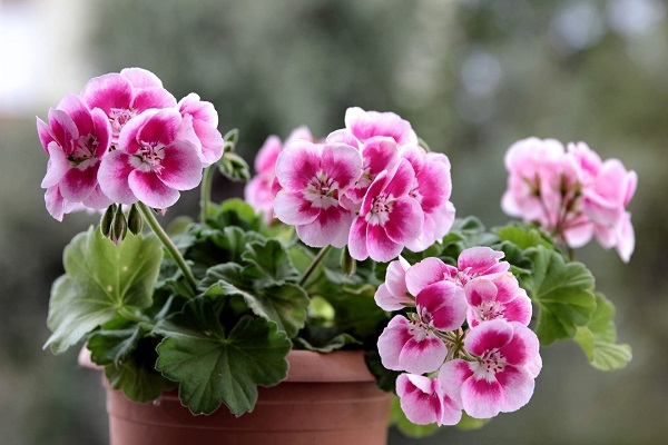 Hoa Phong Lữ Thảo: Đặc điểm, ý nghĩa và cách trồng ra hoa đẹp - 4 - kythuatcanhtac.com