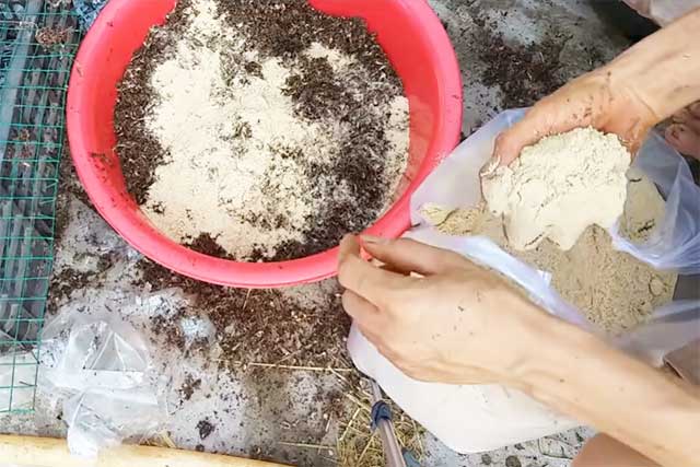 Kỹ thuật trồng nấm rơm - kythuatcanhtac.com