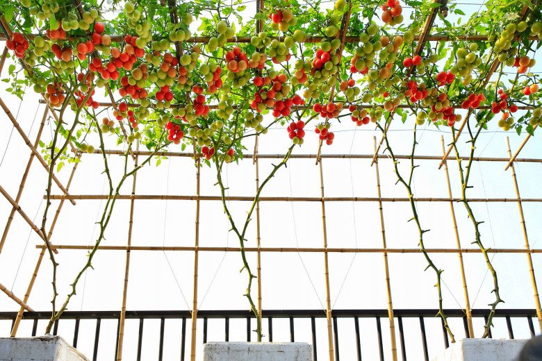 Cải tạo sân thượng 70m2 làm vườn, gia đình Hà Nội có góc sống ảo đẹp, rau ăn không xuể - 14 - kythuatcanhtac.com