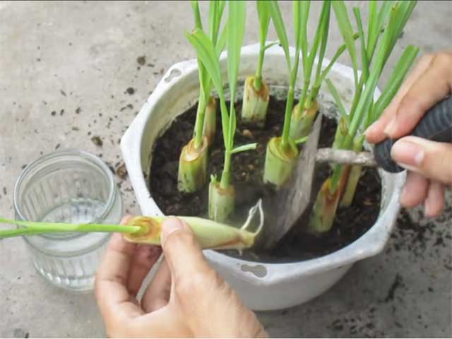 Cách trồng sả tại nhà - kythuatcanhtac.com