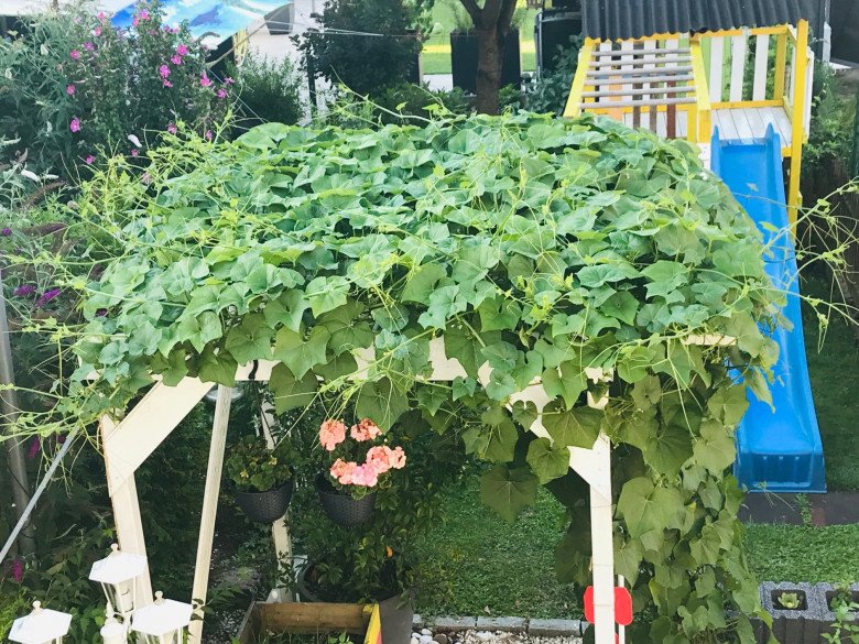 Mẹ Việt trồng su su ở Đức: Giàn leo chưa đầy 3m2 cho hơn 200 quả mỗi vụ - 9 - kythuatcanhtac.com