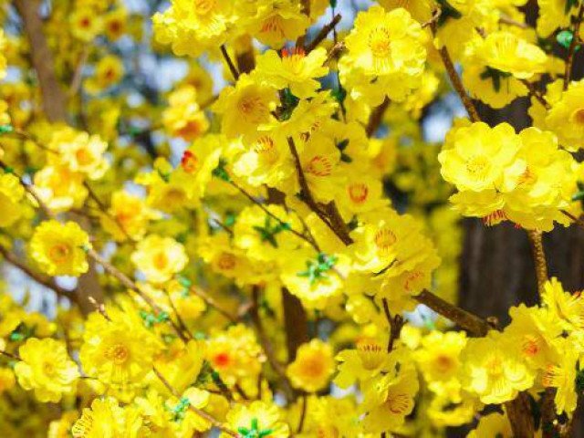 7 loại hoa phong thủy mang tài lộc, phúc khí trong năm Tân Sửu 2021 - kythuatcanhtac.com