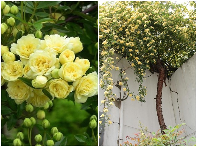 Loại hoa hồng này thích hợp trồng ban công nhất, một bông có thể tỏa hương khắp nhà - kythuatcanhtac.com