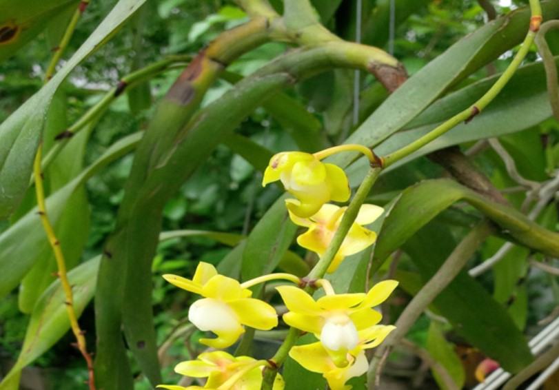 Hoa lan quế hương - Cách chăm sóc hoa lan quế hương đạt hiệu quả cao 26 - kythuatcanhtac.com