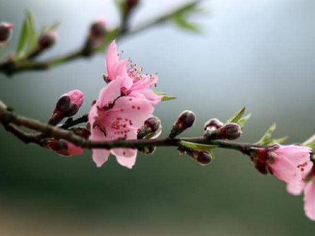 Những loại hoa đào Việt Nam đẹp mê hồn, càng ngắm càng đã mắt - kythuatcanhtac.com