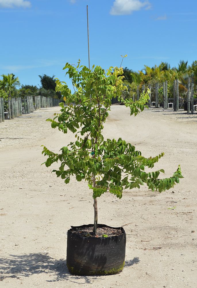 Những cây khế giống con được chọn đem trồng phải đảm bảo được đầy đủ tính trạng của cây mẹ. Cây phải cao trên 50cm và khỏe mạnh không bị sâu bệnh.  - kythuatcanhtac.com