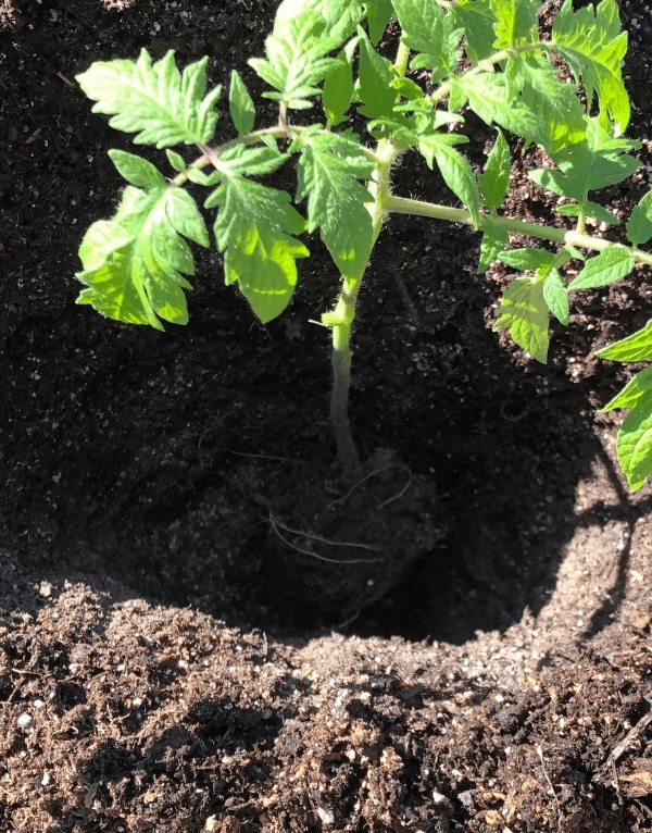 Đặt cây cà chua xuống, độ sâu khoảng 1/2 thân cây. Phần thân dưới sẽ mọc thêm rễ để cây có thể phát triển tốt hơn.  - kythuatcanhtac.com