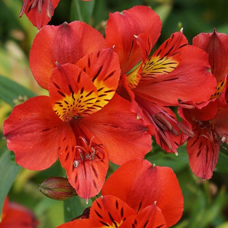 Ý nghĩa các màu hoa Thủy Tiên và cách trồng giúp hoa nở đẹp rực rỡ - 3 - kythuatcanhtac.com