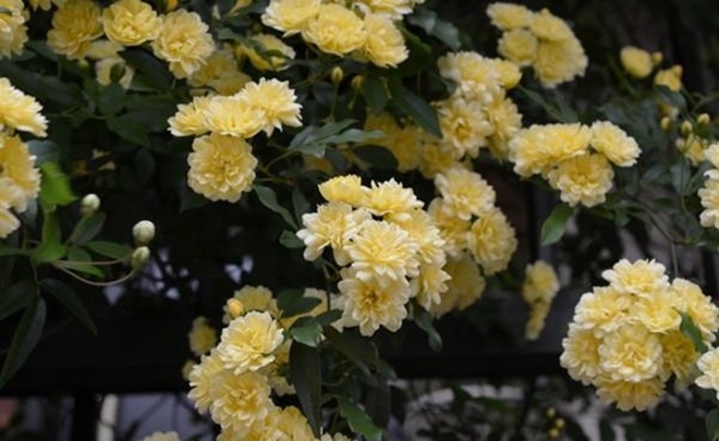 Loại hoa hồng này thích hợp trồng ban công nhất, một bông có thể tỏa hương khắp nhà - 3 - kythuatcanhtac.com