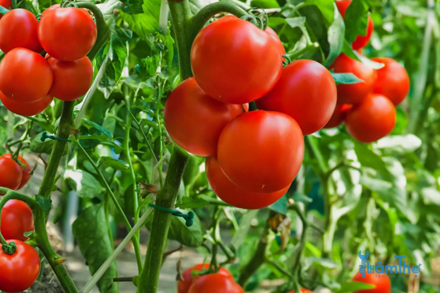 Top 10 bí kíp giúp bạn trồng cà chua ngon nhất - kythuatcanhtac.com
